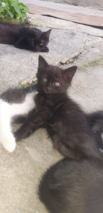 Отдам бесплатно котят в хоршие руки
