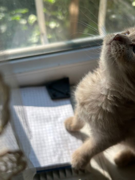 Скотиш фолд котенок