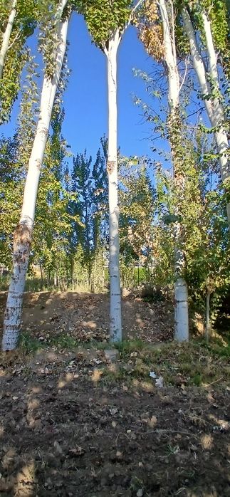 Жондорда тезда болор заварав каламалик тераклар сотилади