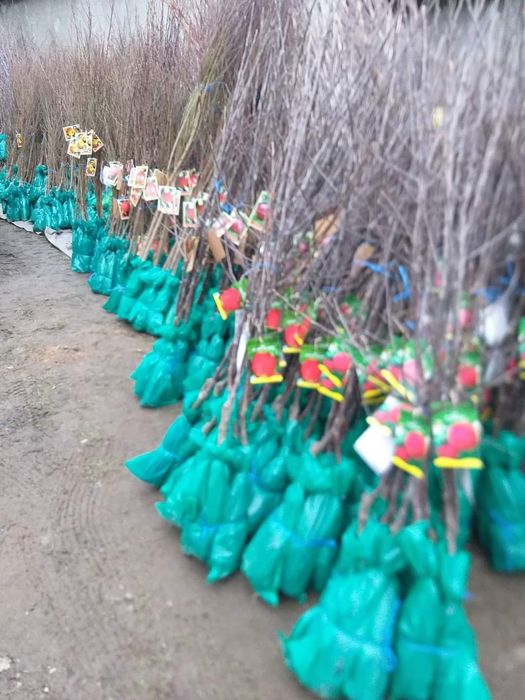 Vand pomi fructiferi