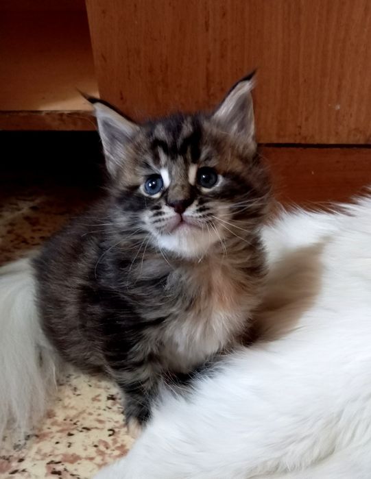 Котята породы Мейн Кун