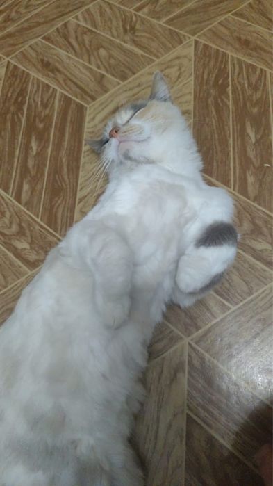 Ищем хозяев для кошечки  Бани