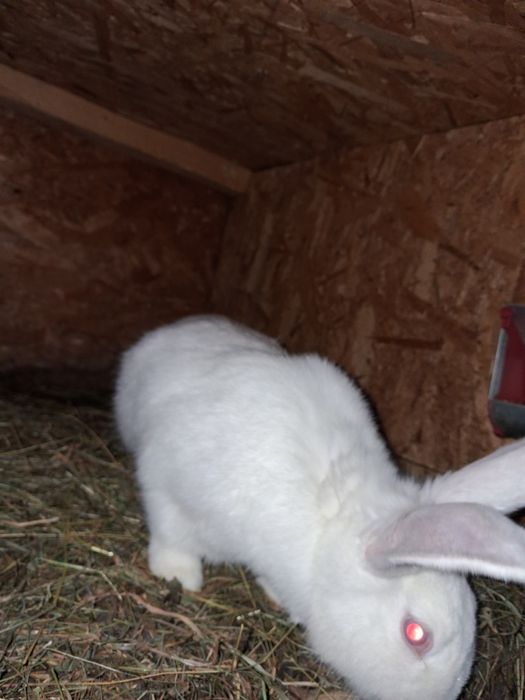 Vând femele gestante hycole francez