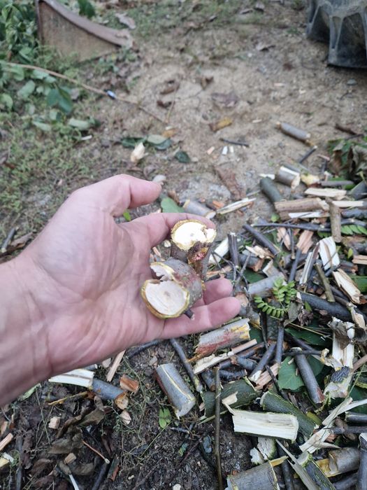 Tocatoare crengi după tractor