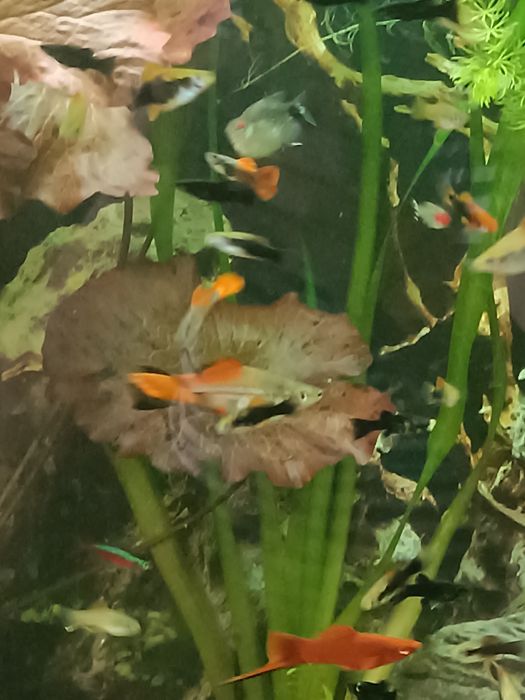 Аквариумные рыбки