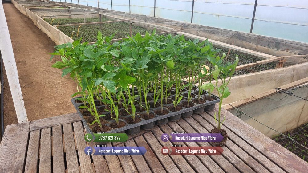 Rasaduri legume: Vand rasad rosii, rasad castraveti, rasad vinete, rasad ardei, rasad plante aromatice