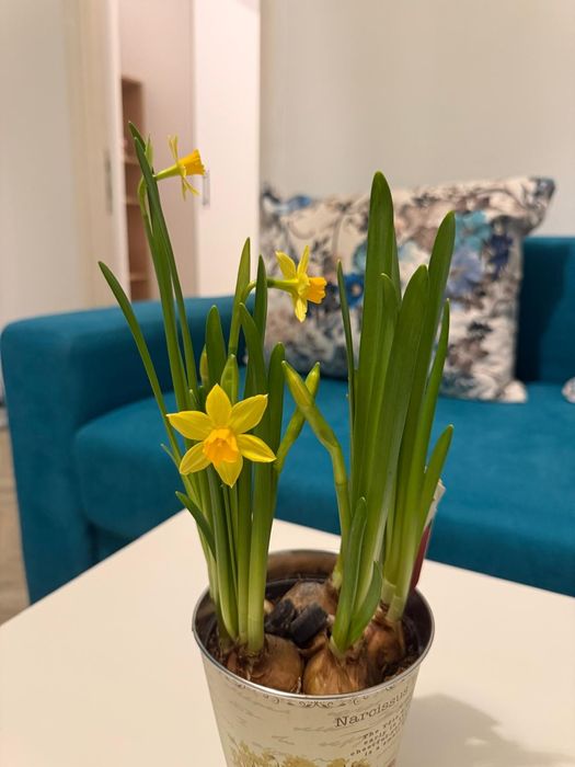 Disponibil imediat - 2 camere petfriendly langa Parcul Drumul Taberei