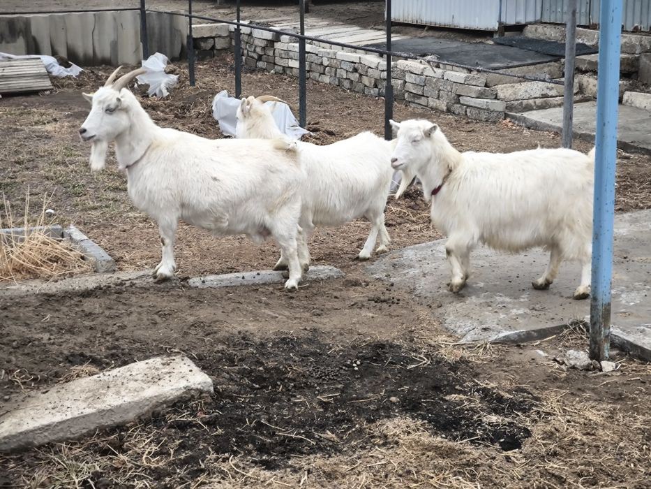 Орыс Ешкілер сатылады