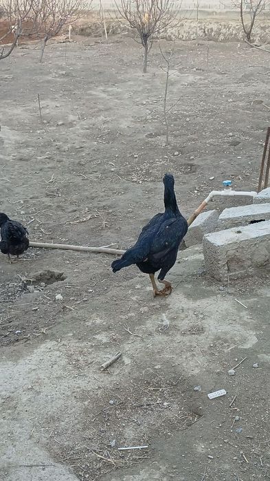 Kulangi dakan mokiyon