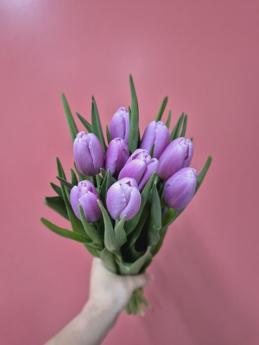 Тюльпаны Актобе!