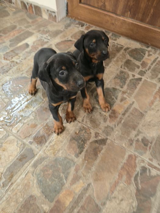 Добермани родословни