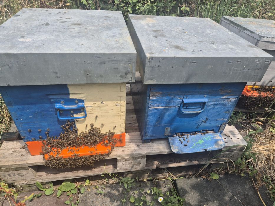 Vând familie de albine