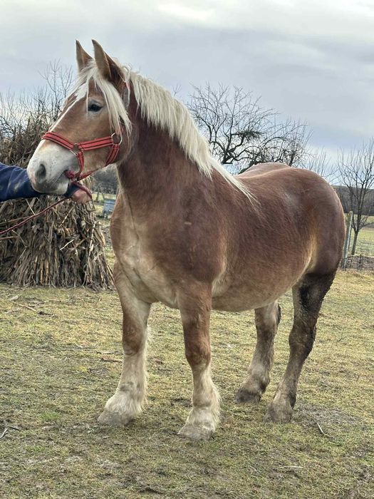 Vând Manza grea gestantă
