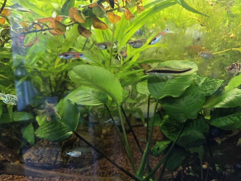 Gupy,plante,Acistrusi , melci pomacea