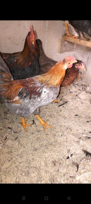 Қазақы аралас брама