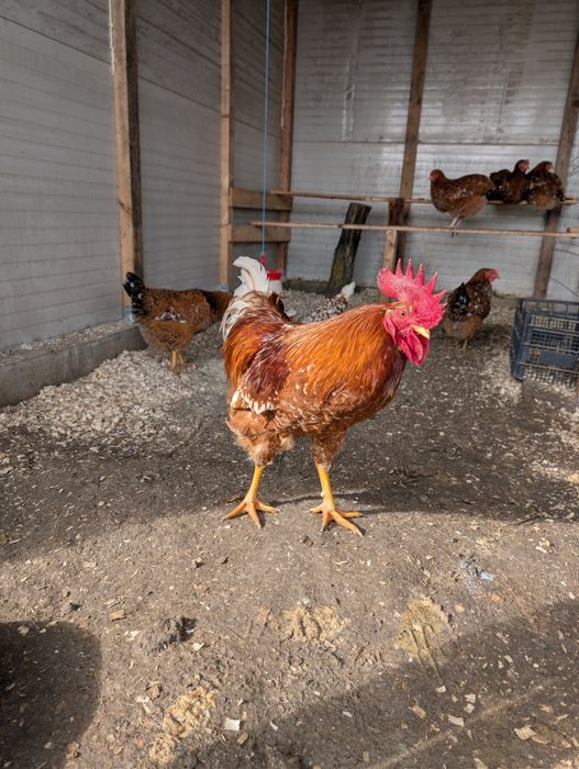 Oua de incubat diferite rase