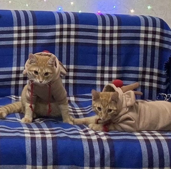 Костюмы для питомцев