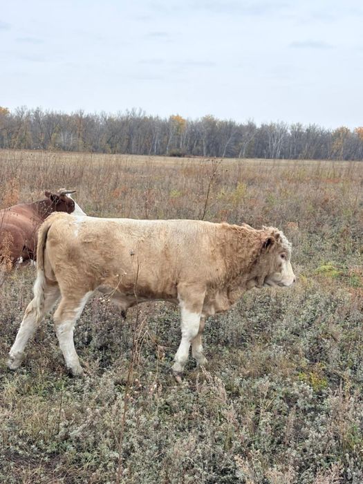 Потсос бызау 12 бас