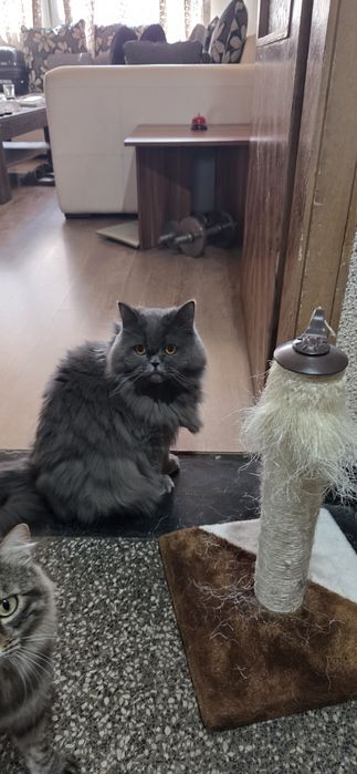 Британска дългокосместа