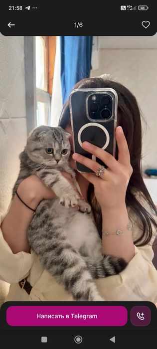 Скотиш страет зотли мушук сотилади