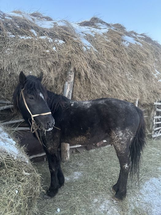 Продам жеребец (айғыр)