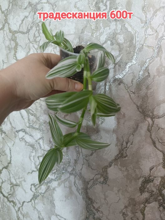 Комнатные растения