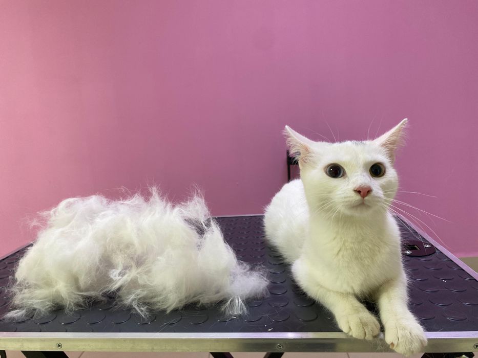 кошка, Мия, 5 мес. девочка