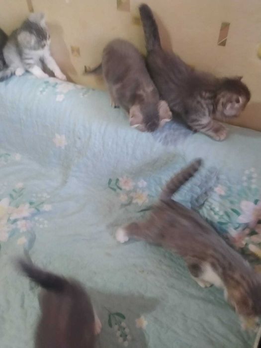 продам котят (шотланцы)