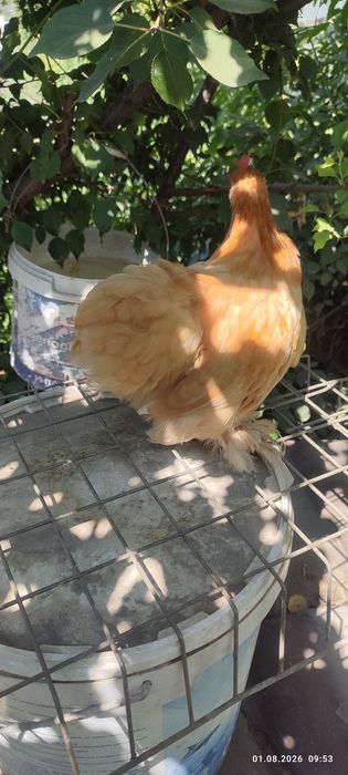 Продам петушков в кокинхины недорого