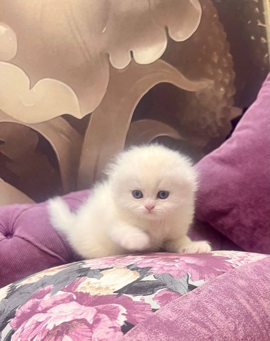 Шотландский скотиш фолд