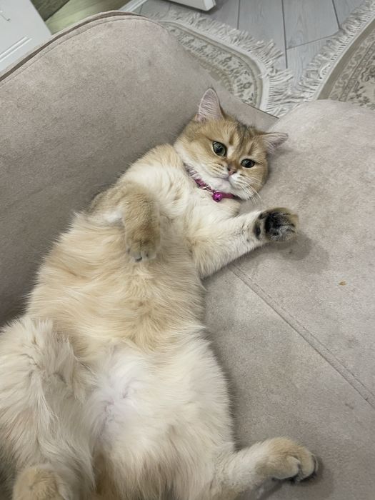 Золотая шиншилла