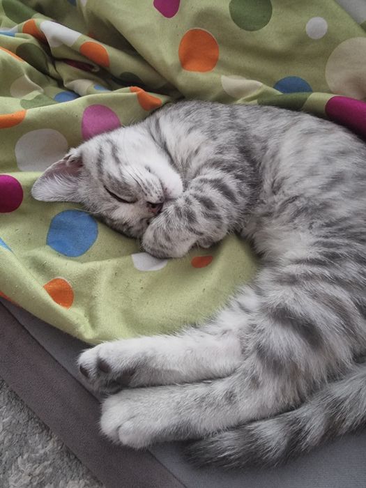 Породистая кошка