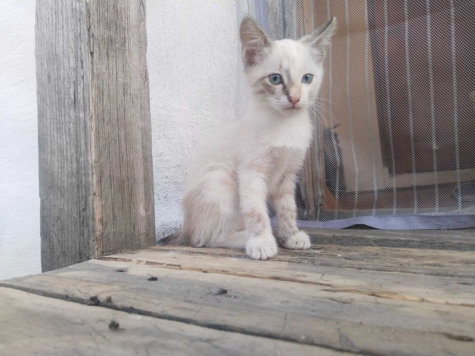 Отдам котят бесплатно