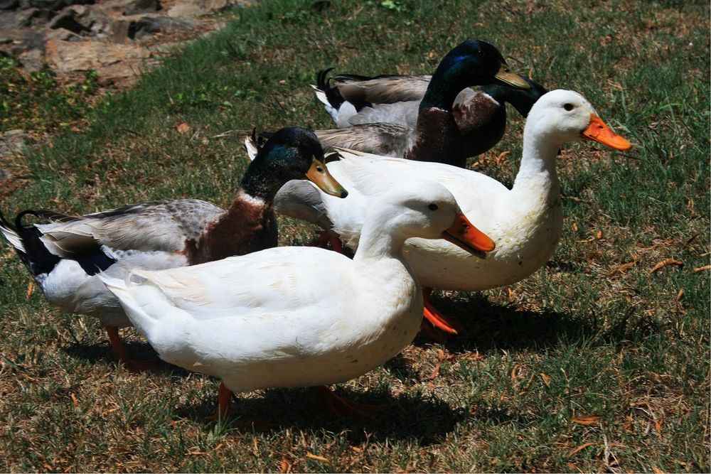 Вкуснейшая домашняя утка