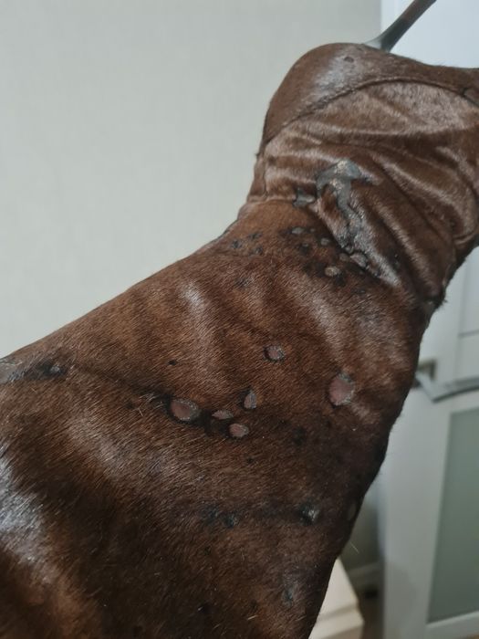 Сапоги женские натуральные