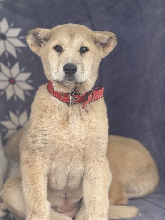 Щенки Алабай тобета