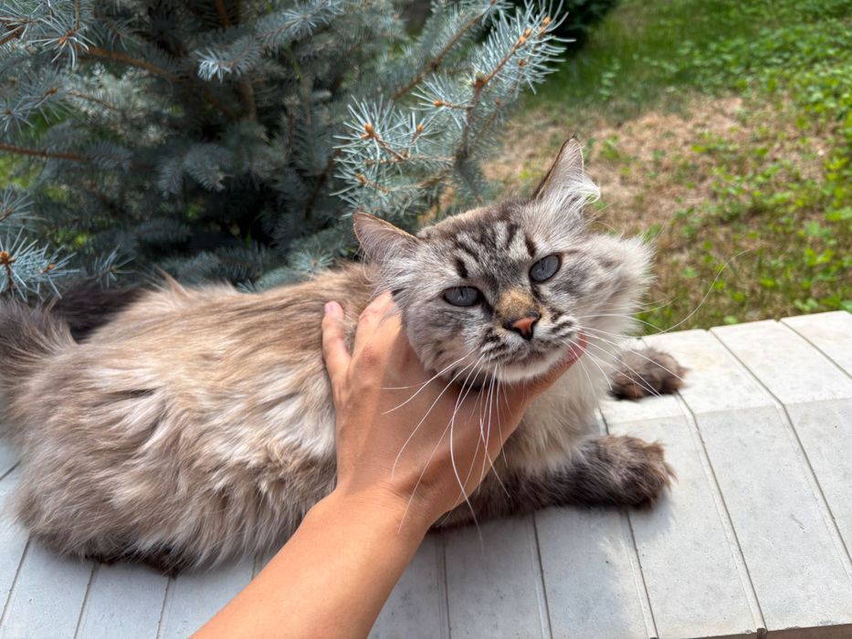 Продам Невского маскарадного кота