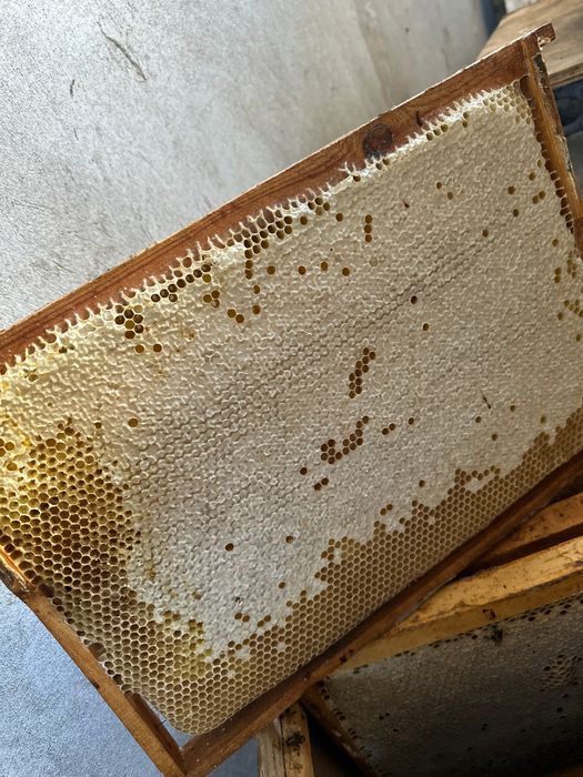 Тоза ва сифатли асал оптом ва килограм Мёд оптом и розницу