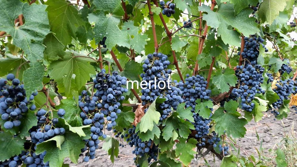 Struguri pentru vin de vanzare