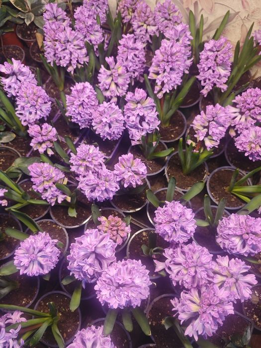 Цветущие гиацинты