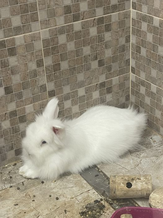 Donez iepuri cap de leu