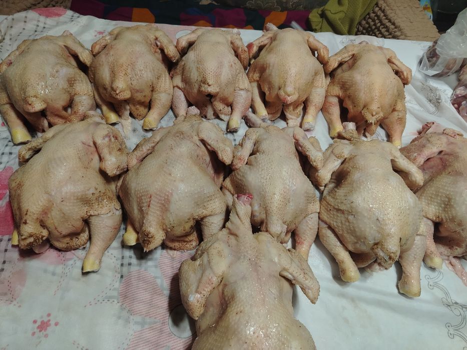 Продам кур домашние