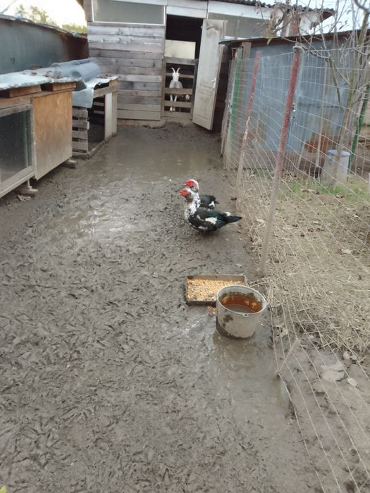 Vând rate mute, rate românești și rate rouene