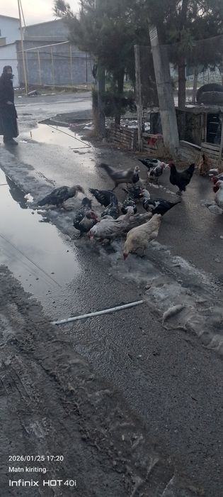 Oʻrdaklar bor sergilida