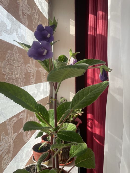 Цветы комнатные , разные