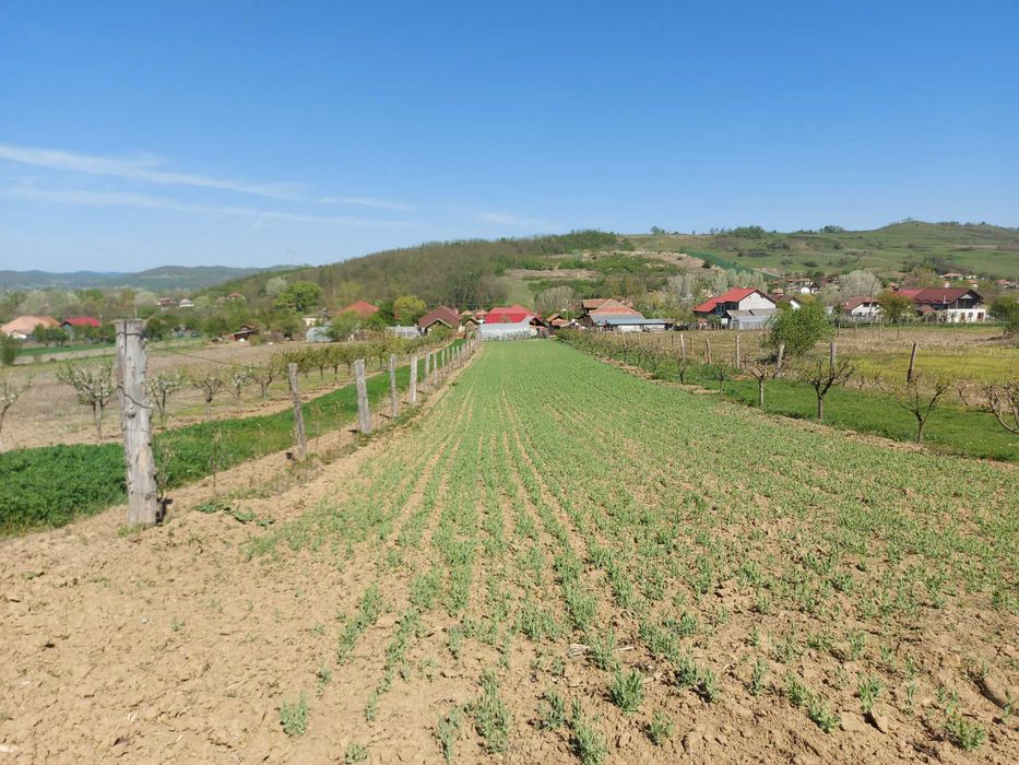 Teren 5,70 ha intravilan+extravilan,  Vladimir-Andreesti , Jud.Gorj