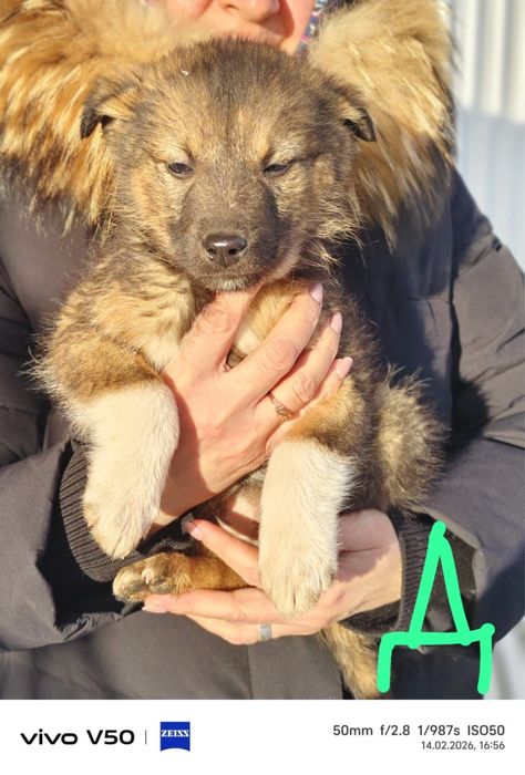 Милые щенки ищут дом!