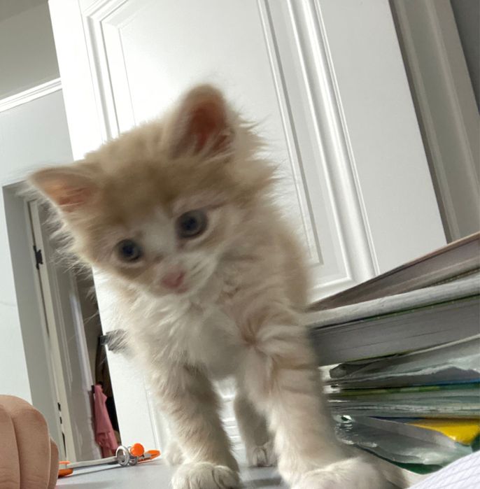 Мэйнкун котенок двух месячный