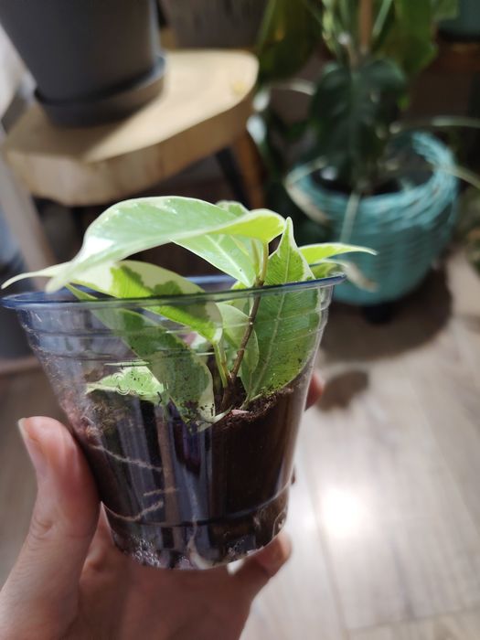 Фикус Мунлайт , мутабилис