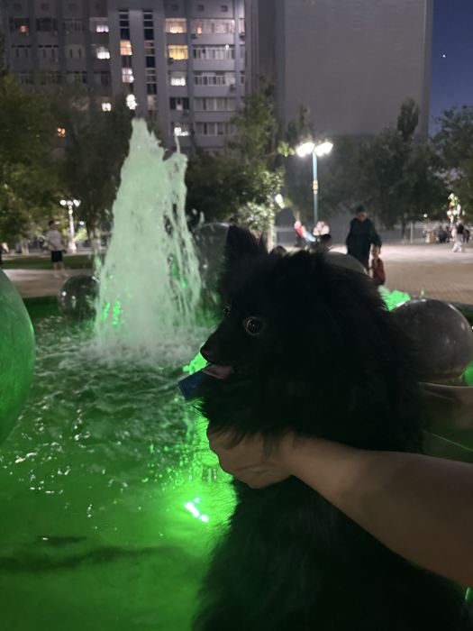 Немецкий шпиц, 10 месяцев
